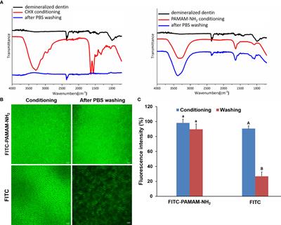 Effect of Cavity Cleanser With Long-Term Antibacterial and Anti-Proteolytic Activities on Resin–Dentin Bond Stability